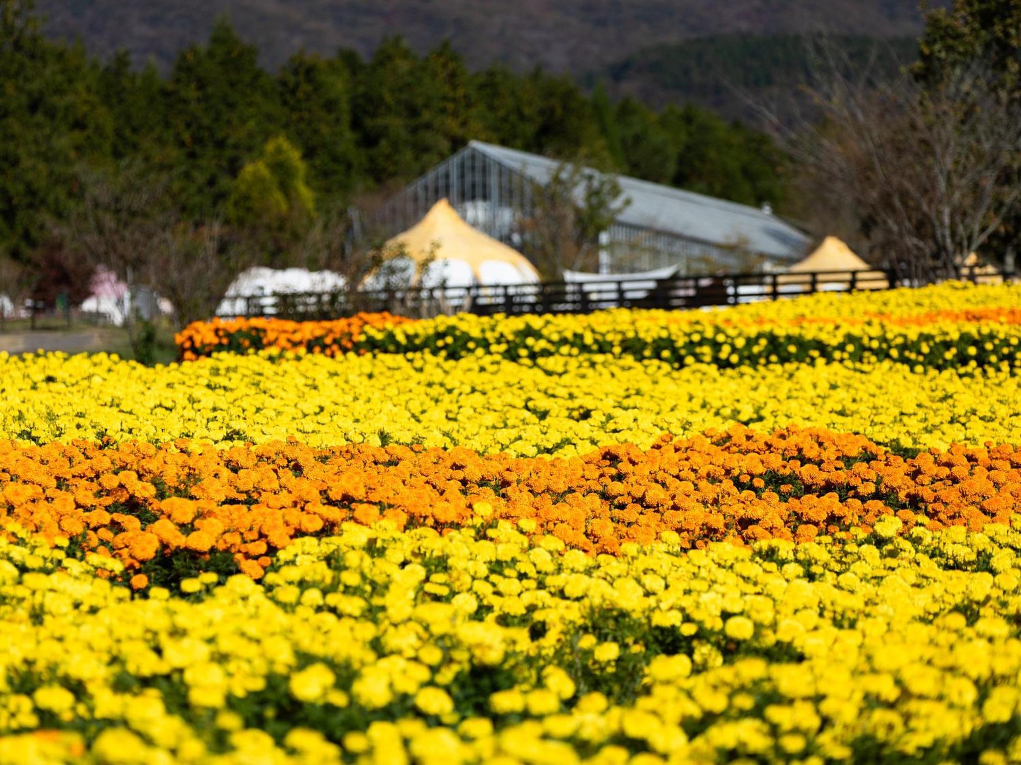 くじゅう花公園　キャンピングリゾート花と星 Kuju