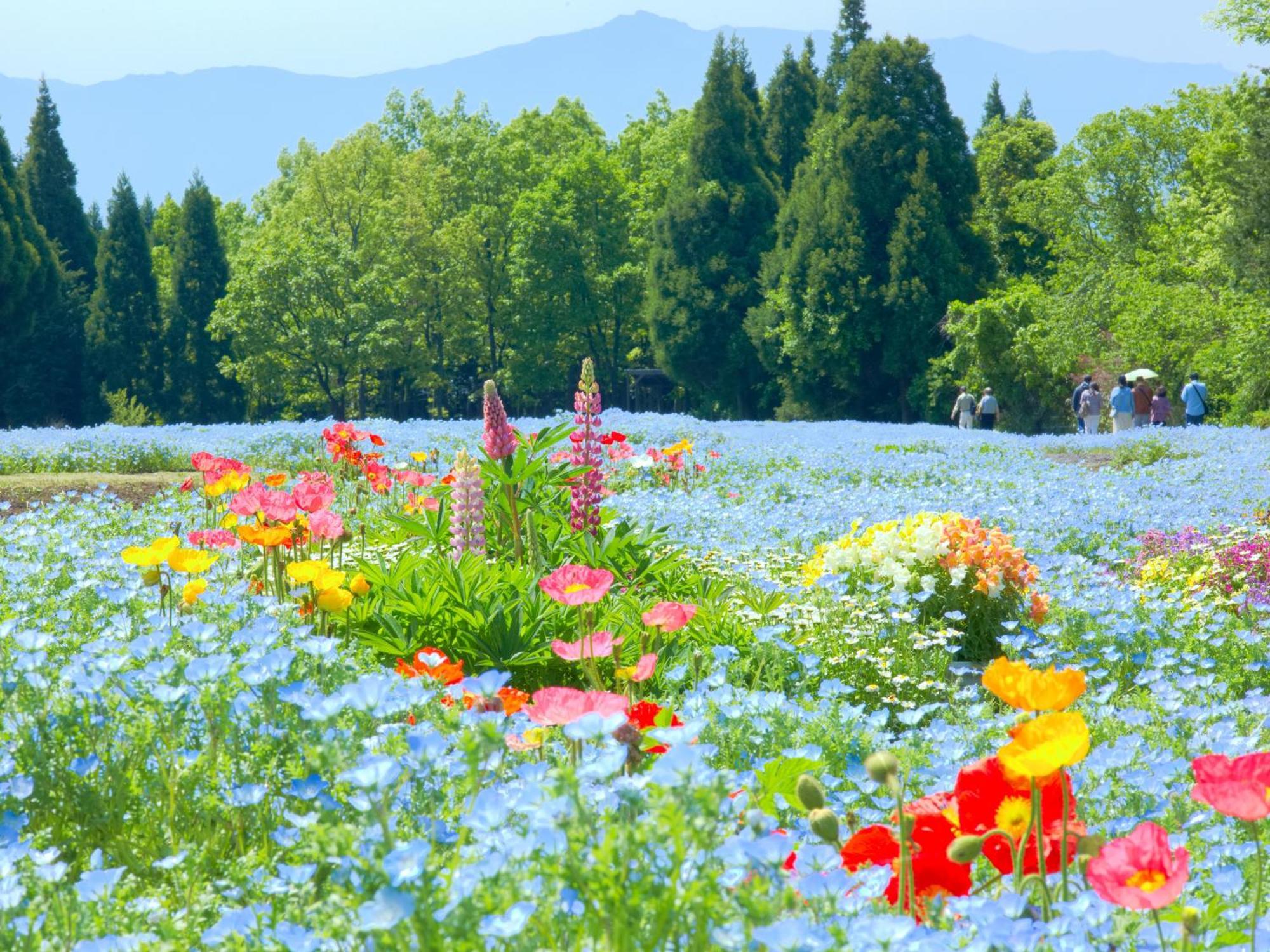 Luxuszelt くじゅう花公園　キャンピングリゾート花と星 *