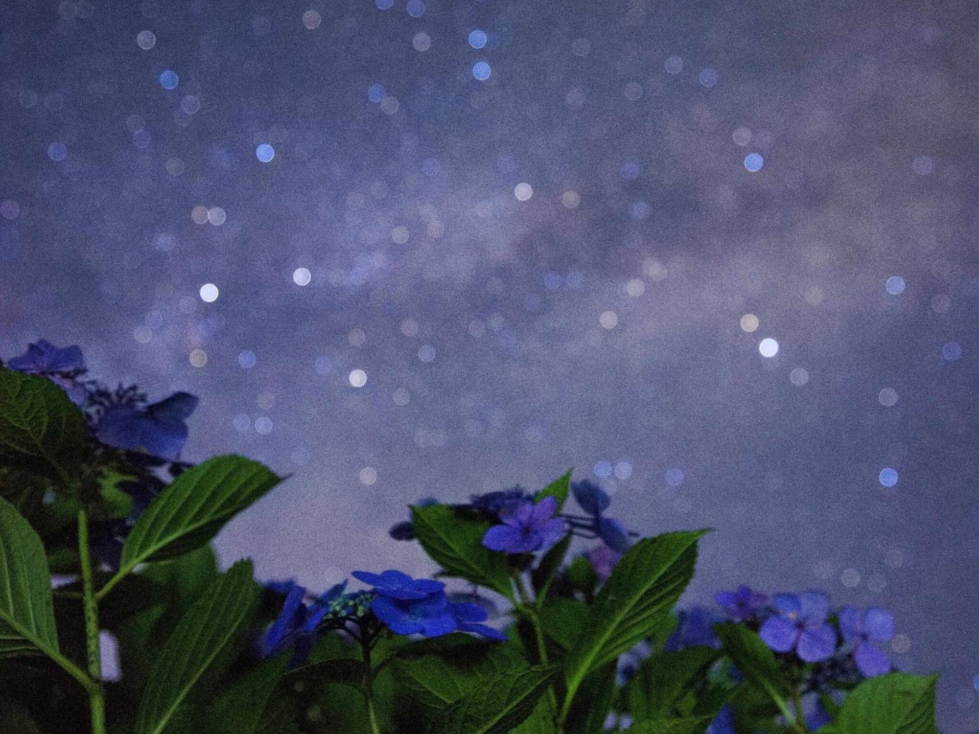 くじゅう花公園　キャンピングリゾート花と星 *